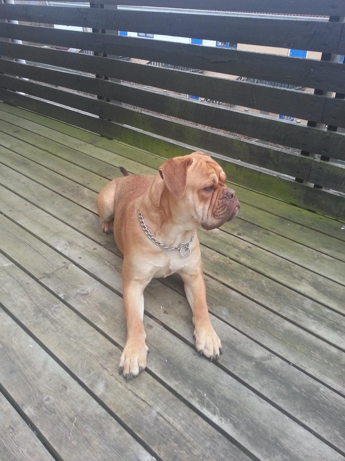 Olde english bulldogge bulltoks moss ( kaldet Boss) billede 3