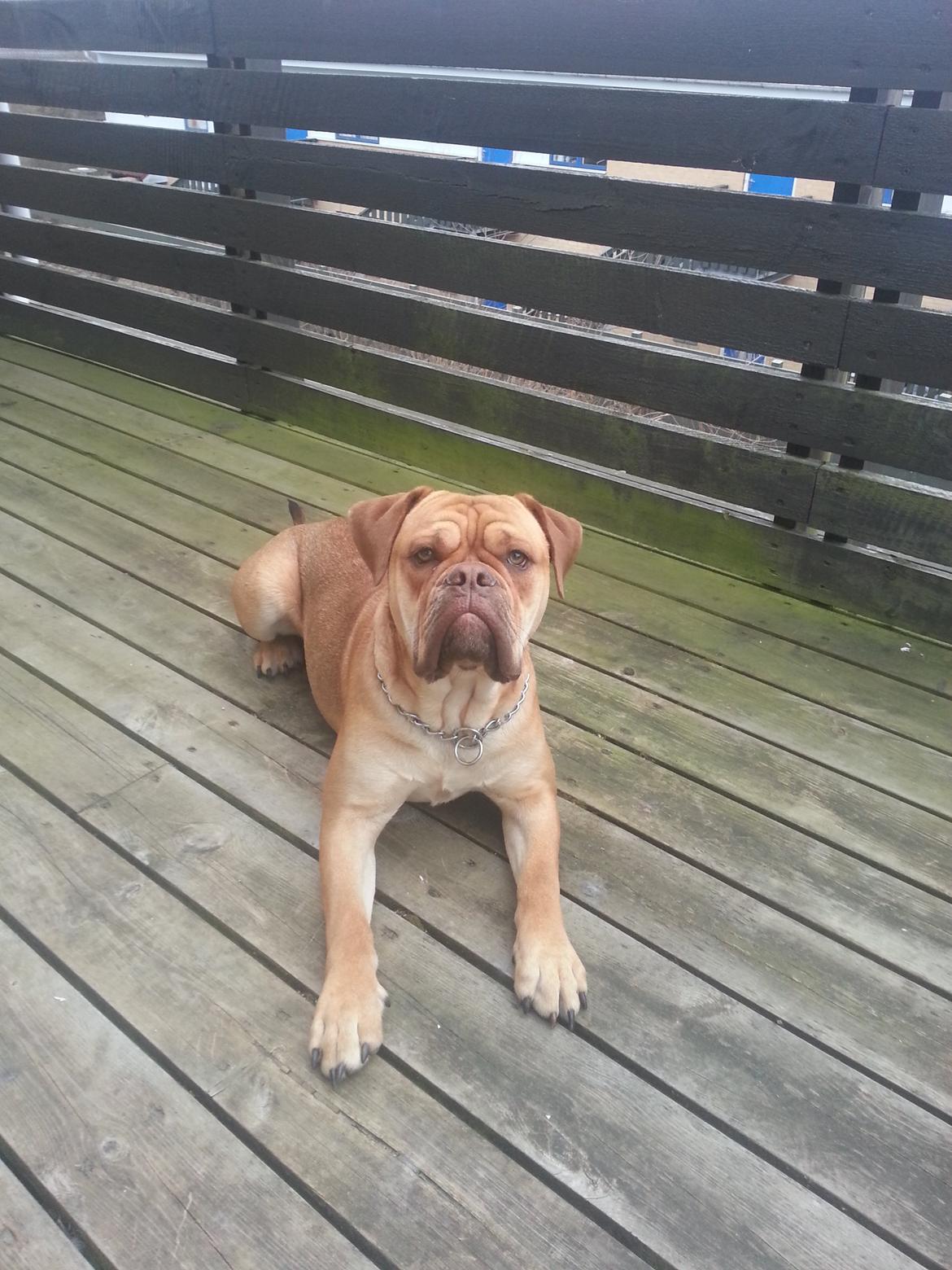 Olde english bulldogge bulltoks moss ( kaldet Boss) billede 4