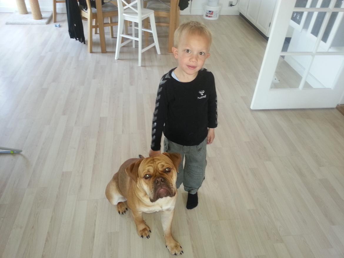 Olde english bulldogge bulltoks moss ( kaldet Boss) billede 5