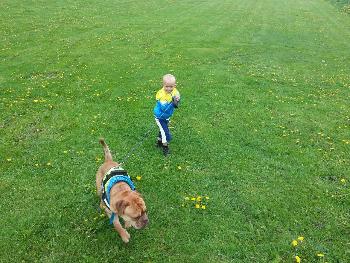 Olde english bulldogge bulltoks moss ( kaldet Boss) billede 6