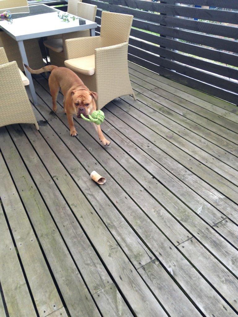 Olde english bulldogge bulltoks moss ( kaldet Boss) billede 7