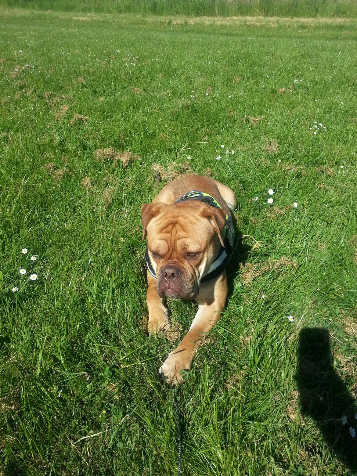 Olde english bulldogge bulltoks moss ( kaldet Boss) billede 8