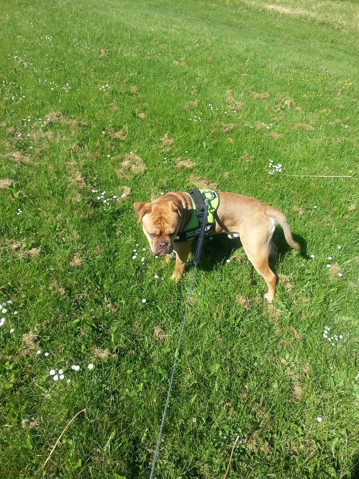 Olde english bulldogge bulltoks moss ( kaldet Boss) billede 9