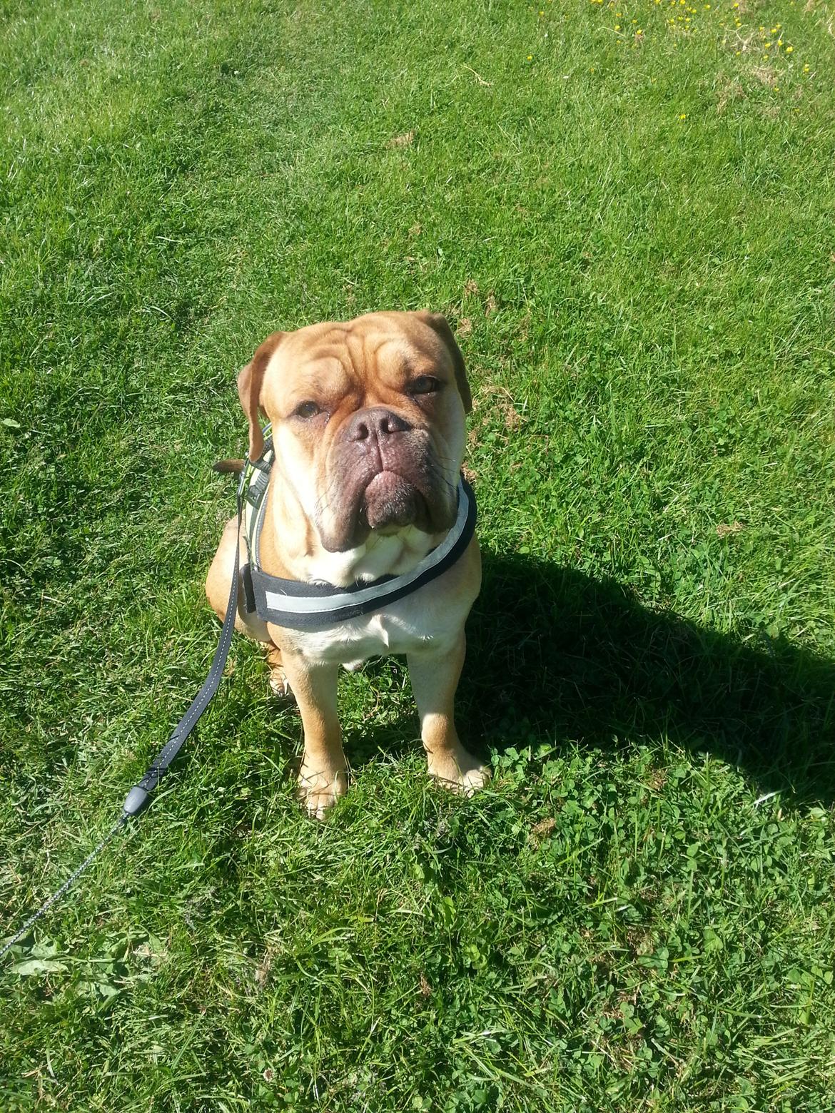 Olde english bulldogge bulltoks moss ( kaldet Boss) billede 10