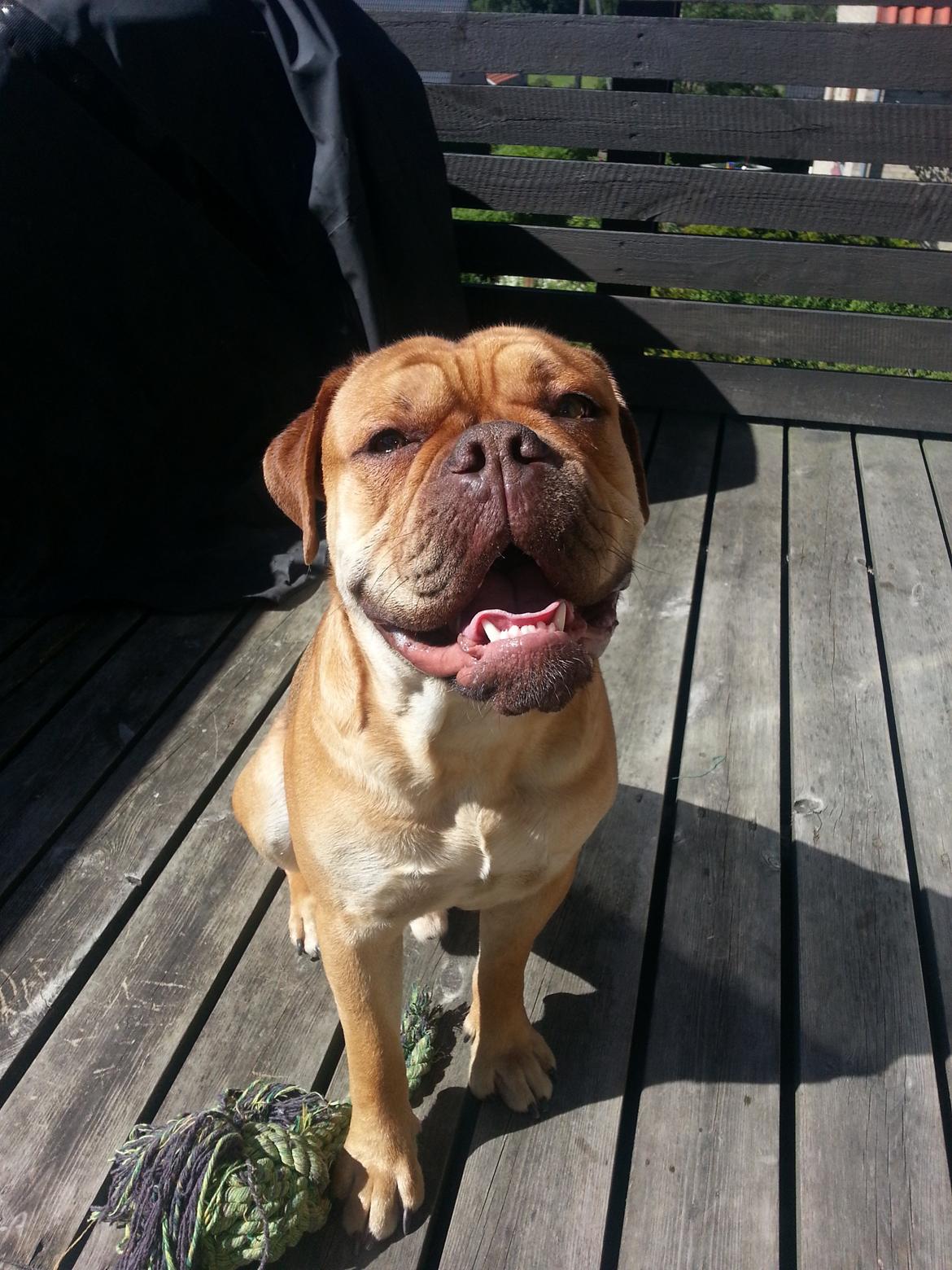 Olde english bulldogge bulltoks moss ( kaldet Boss) billede 11