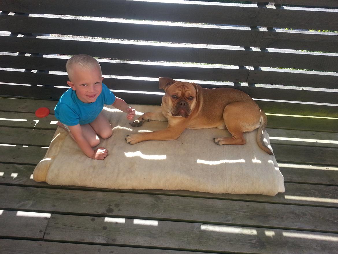 Olde english bulldogge bulltoks moss ( kaldet Boss) billede 12