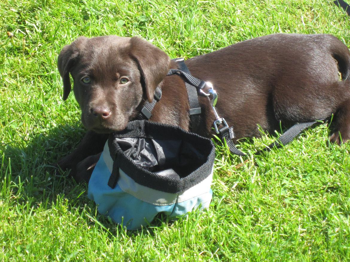 Labrador retriever *Chimbi* billede 8