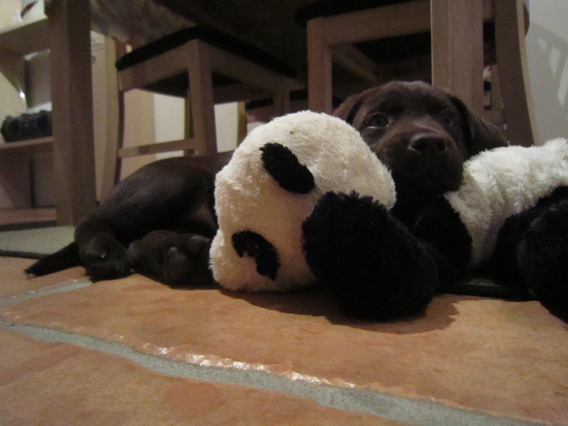 Labrador retriever *Chimbi* billede 10