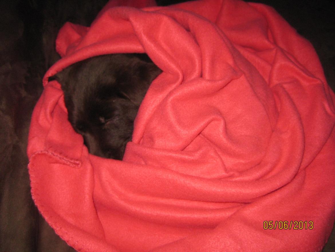 Labrador retriever *Chimbi* billede 11