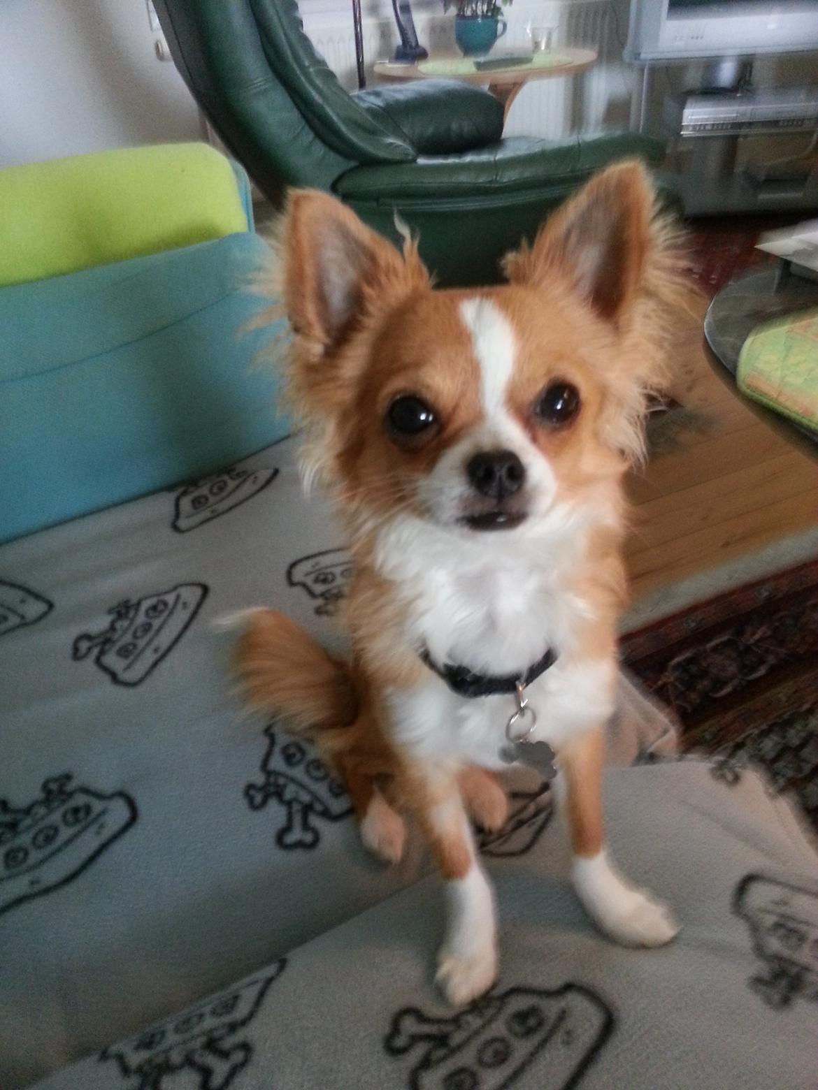 Chihuahua Viktor billede 1