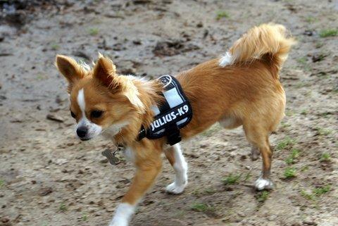 Chihuahua Viktor billede 2