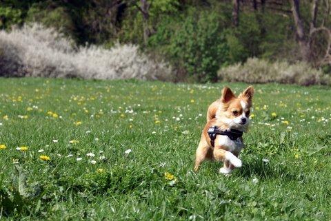 Chihuahua Viktor billede 3