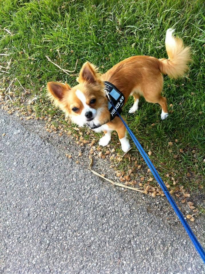 Chihuahua Viktor billede 4