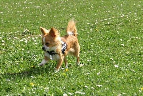 Chihuahua Viktor billede 5