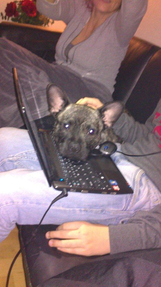 Blanding af racer Oscar Ozzy Osmand - Han sniger sig altid ind på en eller anden måde billede 2