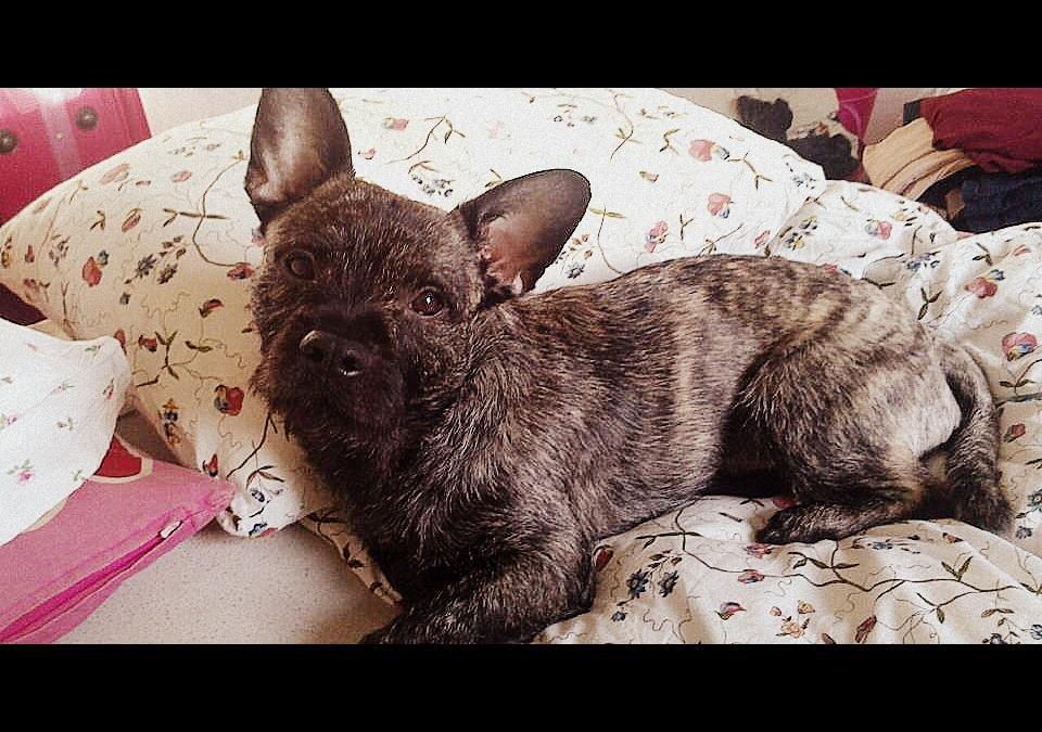 Blanding af racer Oscar Ozzy Osmand - Når kameraet kører ligger han altid musestille indtil billedet er blevet taget billede 1