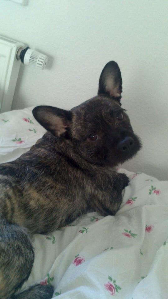 Blanding af racer Oscar Ozzy Osmand billede 4