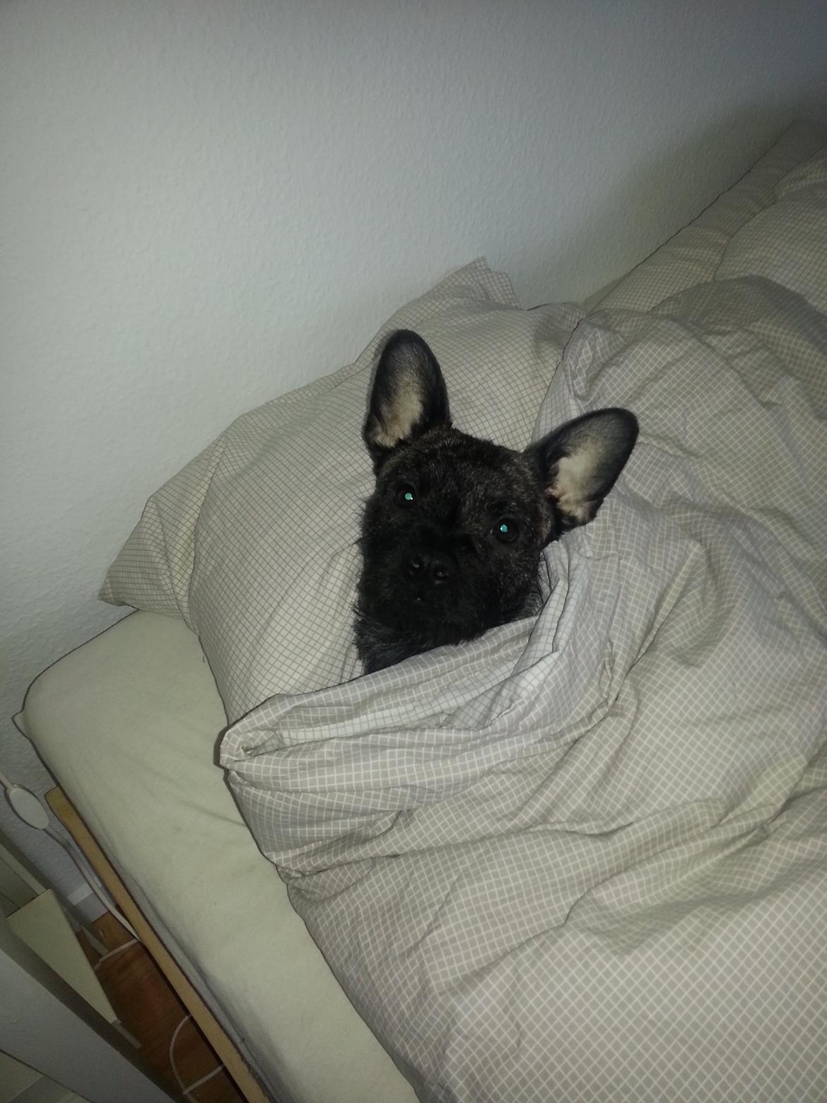 Blanding af racer Oscar Ozzy Osmand - Putning i mors seng billede 5