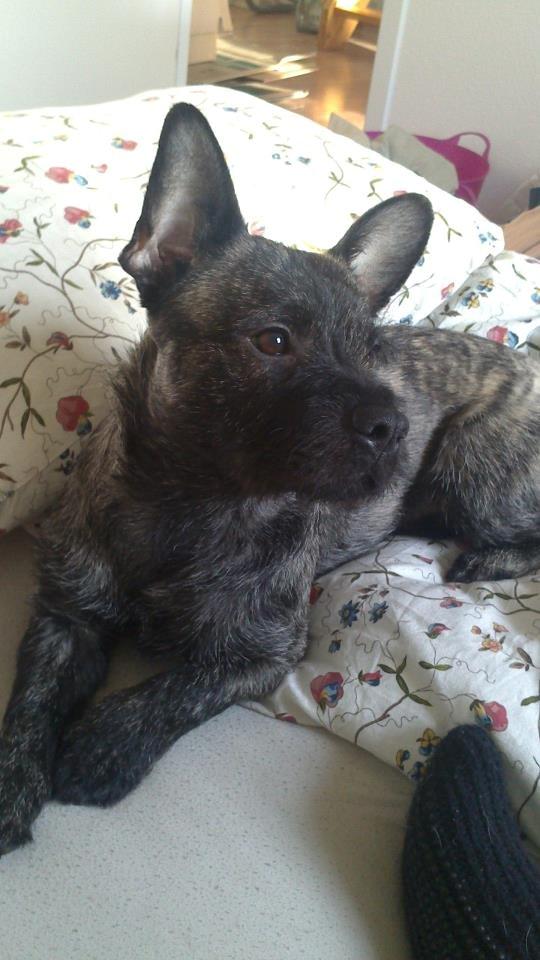 Blanding af racer Oscar Ozzy Osmand billede 6