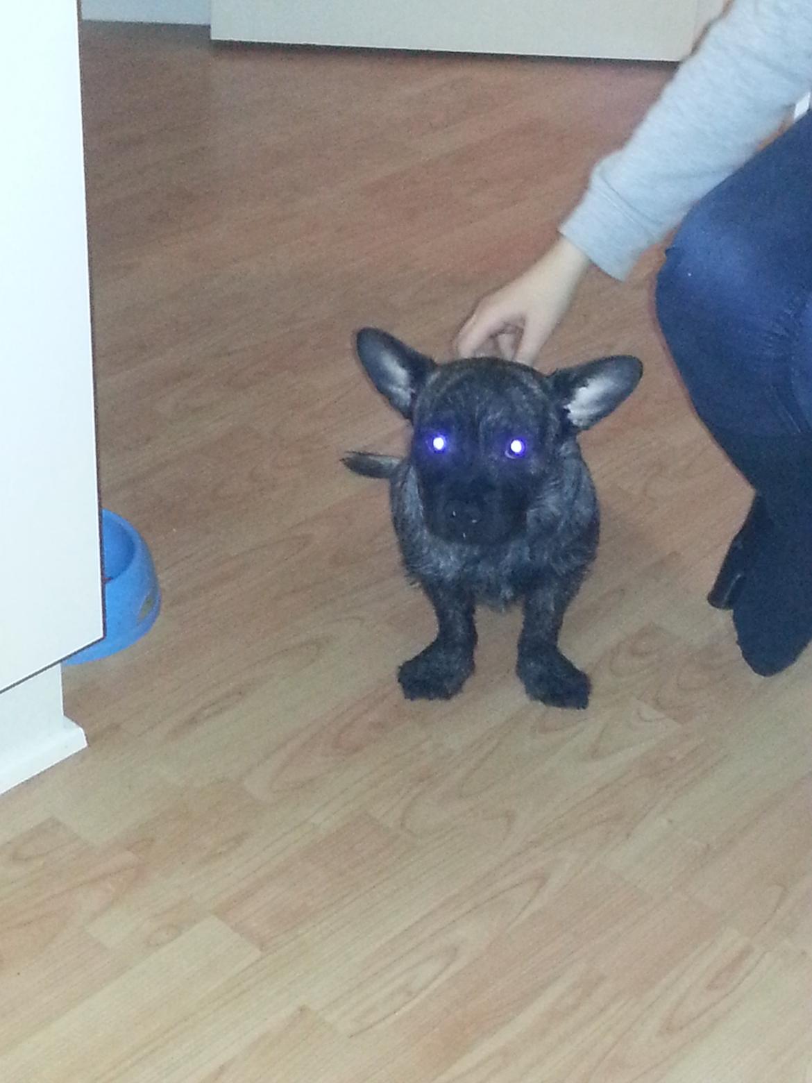 Blanding af racer Oscar Ozzy Osmand billede 9