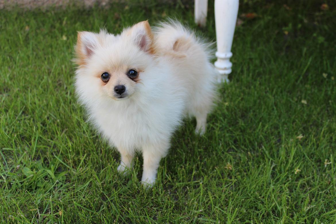 Pomeranian Bella billede 2