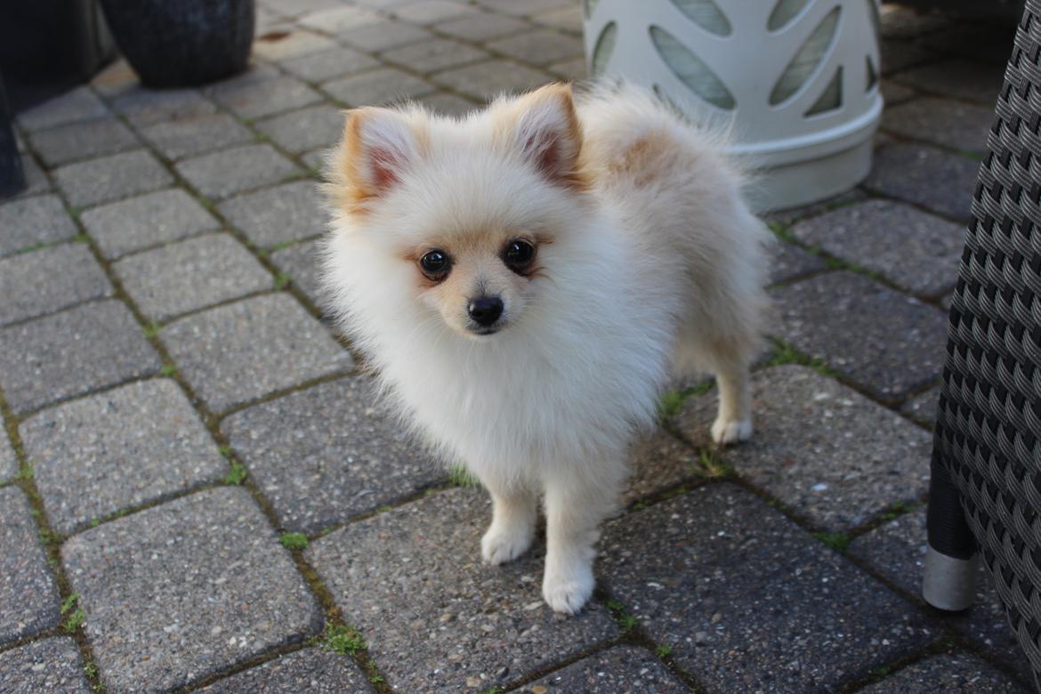 Pomeranian Bella billede 1