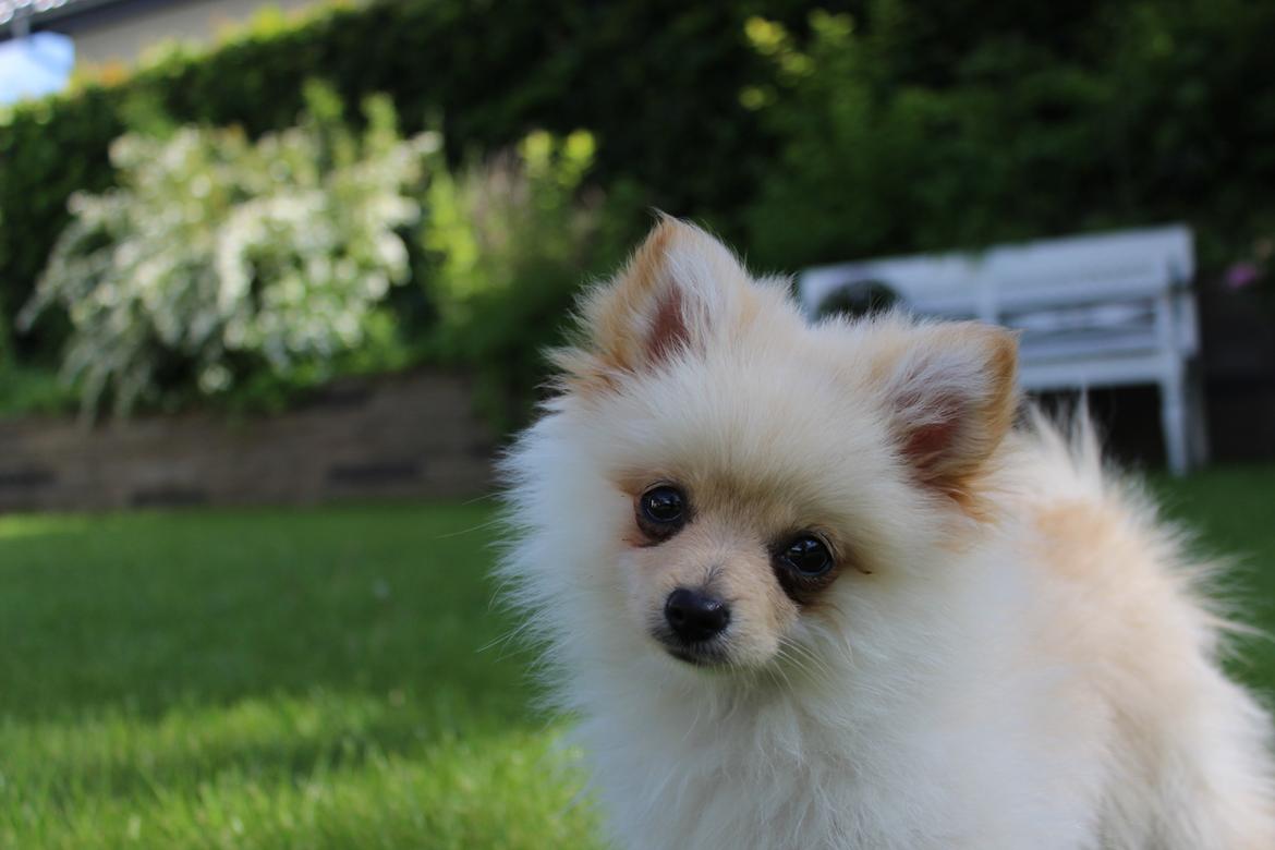 Pomeranian Bella billede 6