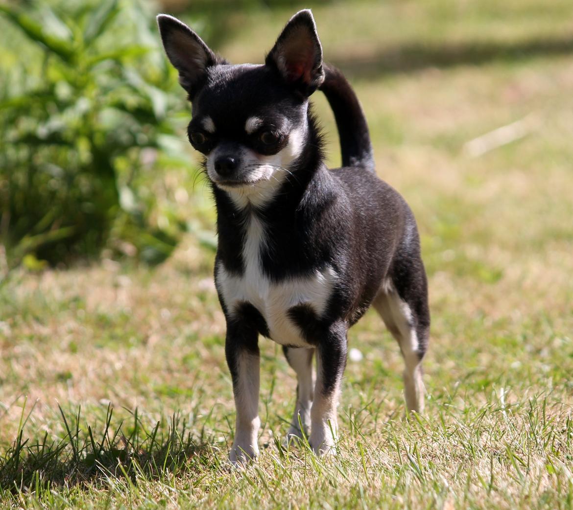 Chihuahua Chihuanas Blueberry Yum Yum - Evee - 10 juni 2013 billede 15