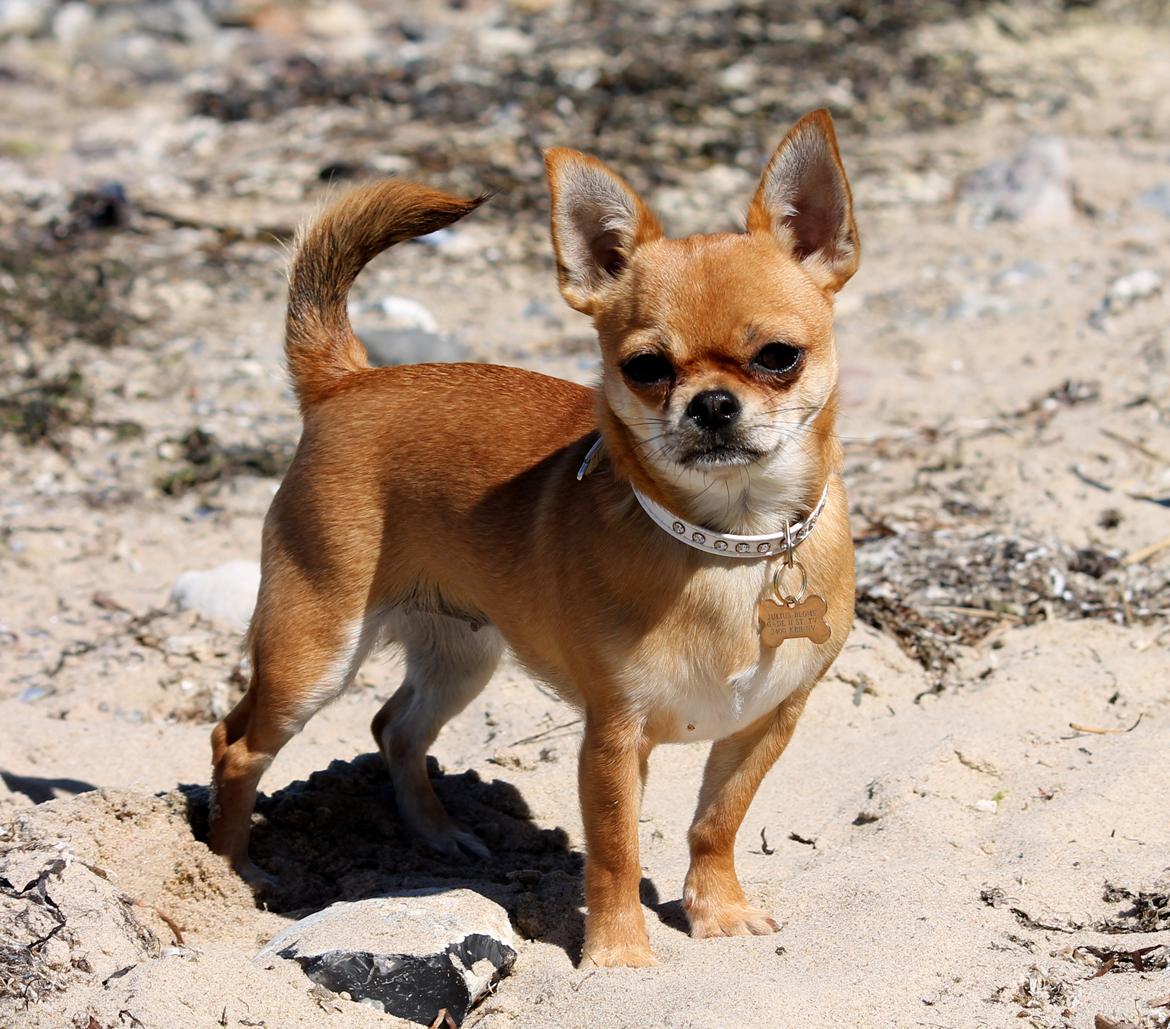 Chihuahua Chihuanas Flush of Hearts - Momo - Smukke Momo på stranden, d. 10/6 2013 billede 17