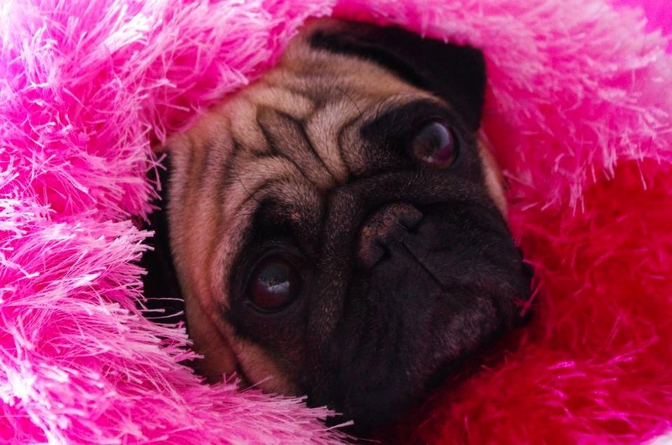 Mops Sally billede 1