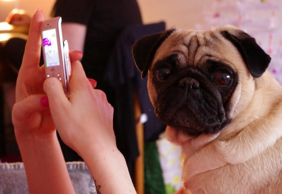 Mops Sally billede 2