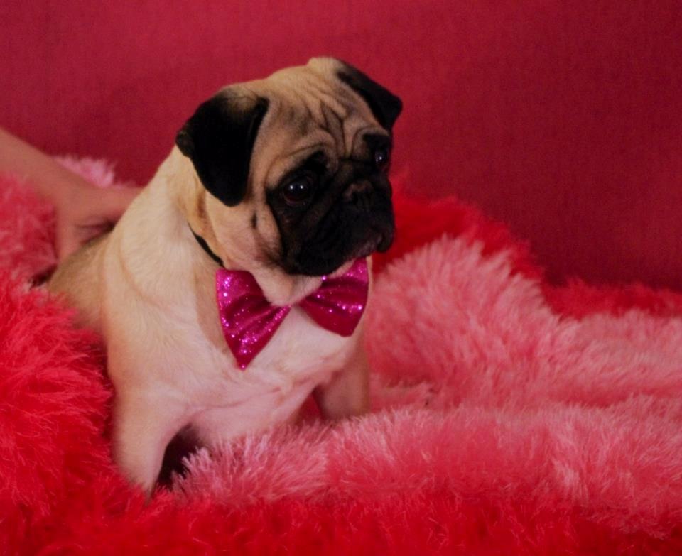 Mops Sally billede 3