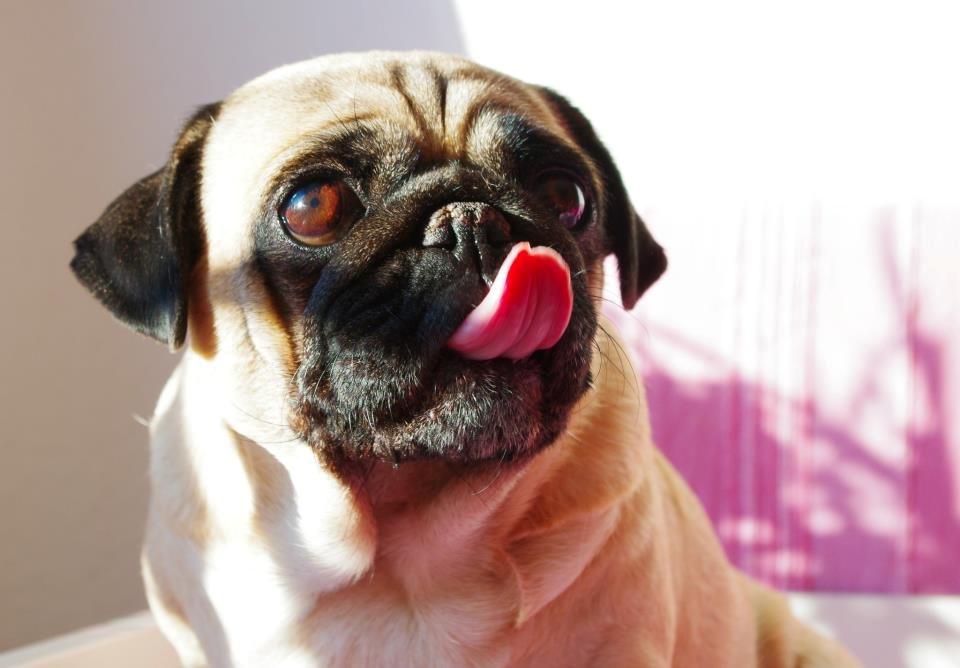 Mops Sally billede 4