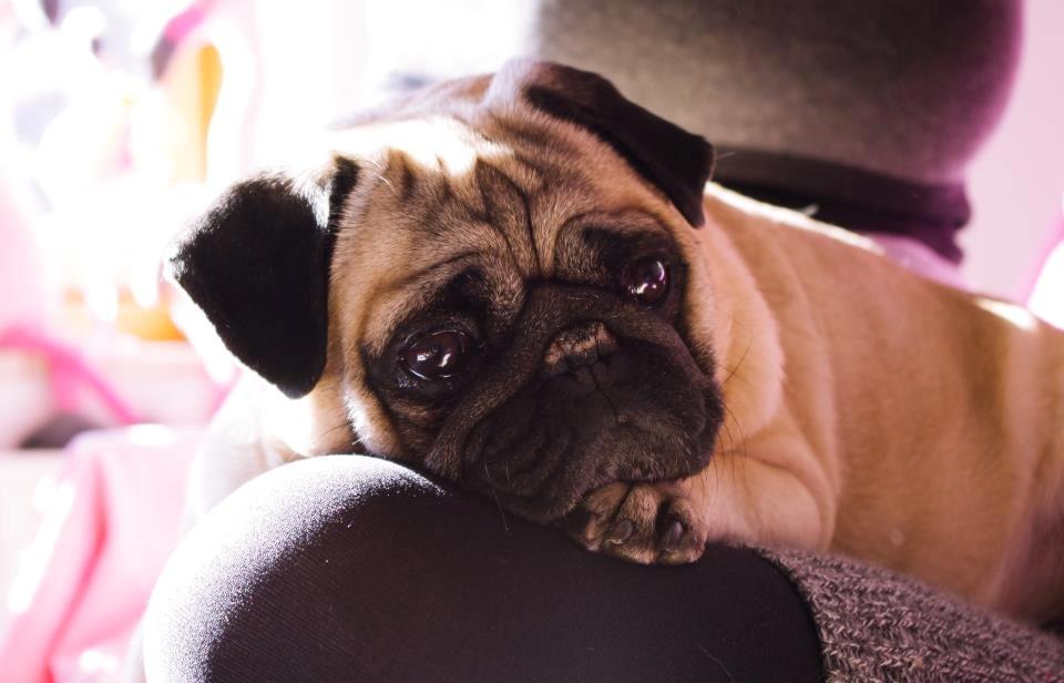 Mops Sally billede 5