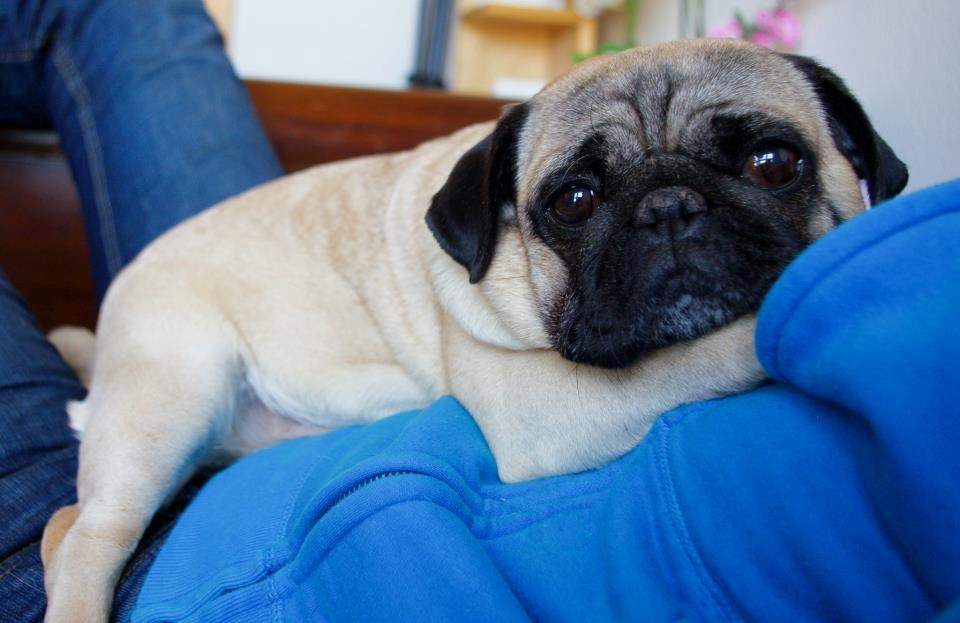 Mops Sally billede 8