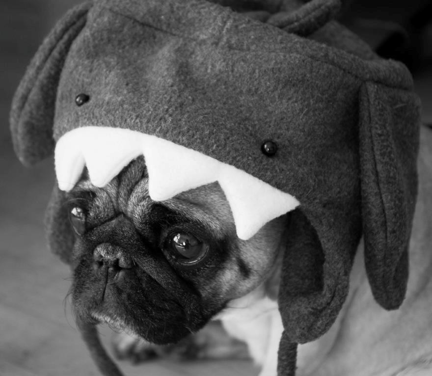 Mops Sally billede 9