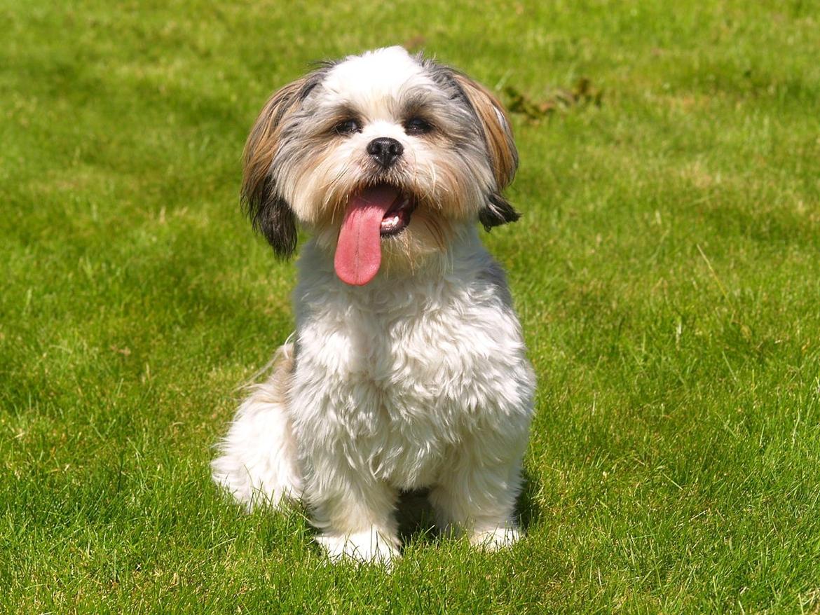 Lhasa apso Tucker billede 30