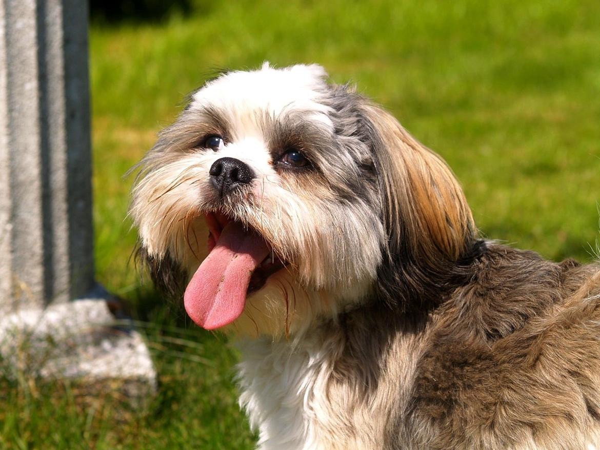 Lhasa apso Tucker billede 15