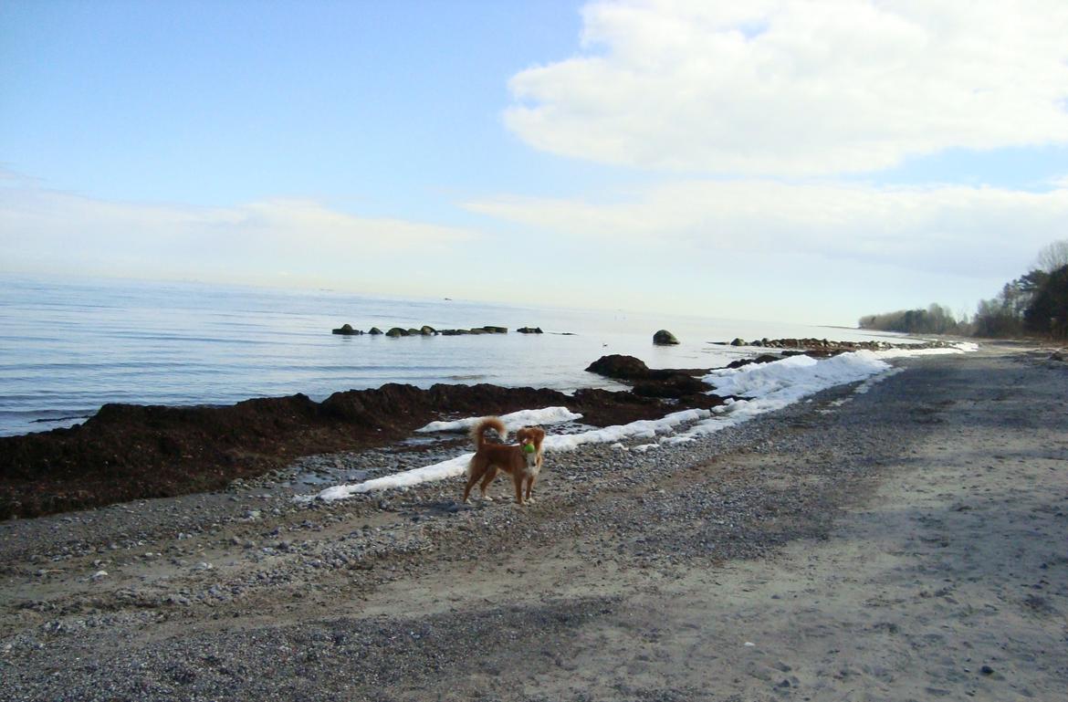 Nova scotia duck tolling retriever Redborn first Contact (Dixie) [Himmelhund] - 1 år + 4 mdr. billede 19