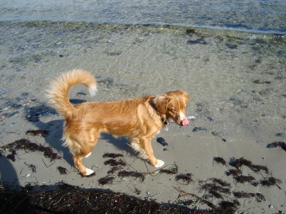 Nova scotia duck tolling retriever Redborn first Contact (Dixie) [Himmelhund] - 1 år + 4 mdr billede 20