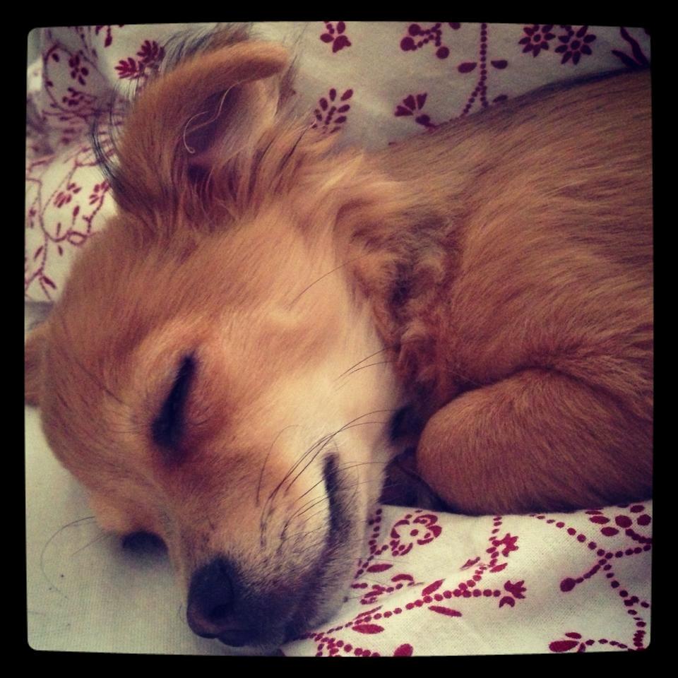 Chihuahua Holmbechs Alois billede 16