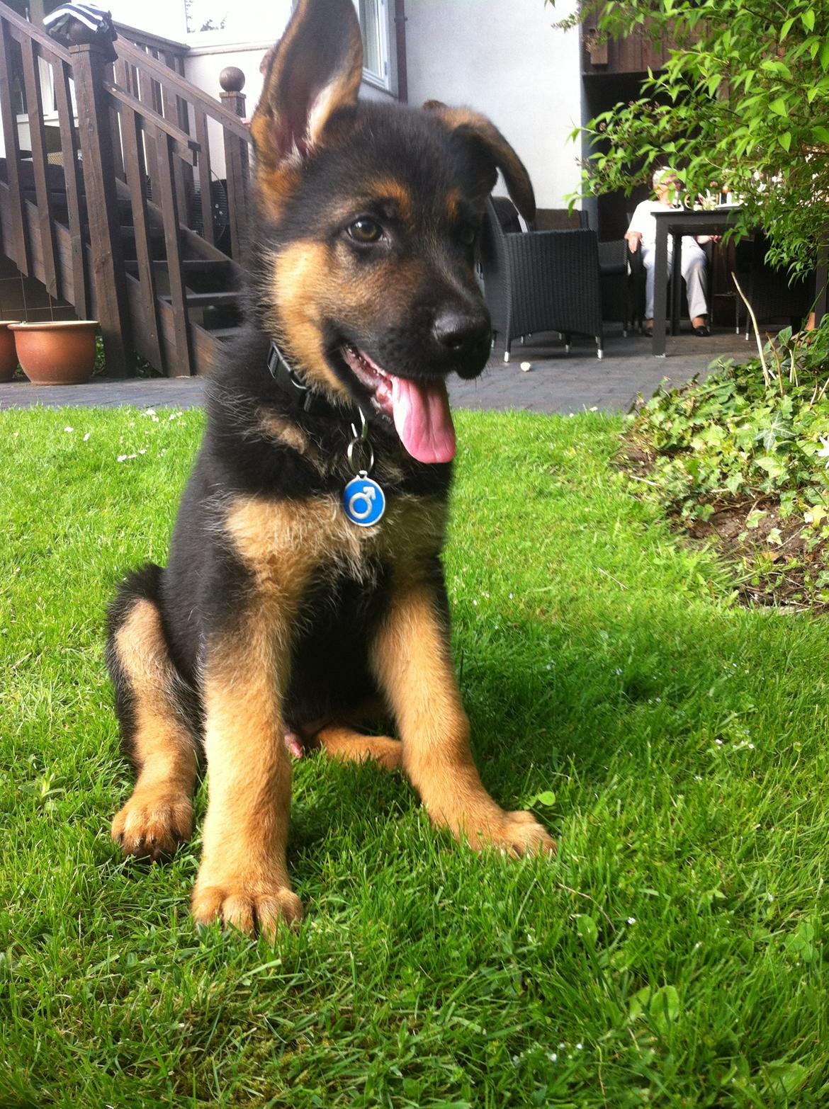 Schæferhund Ziko - Ziko 9 uger. billede 1