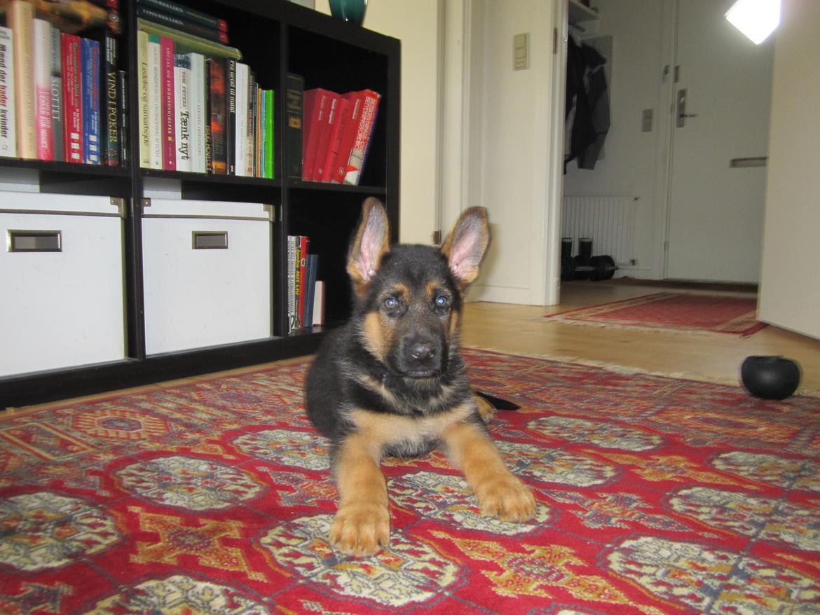 Schæferhund Ziko - Ørene oppe for første gang billede 4