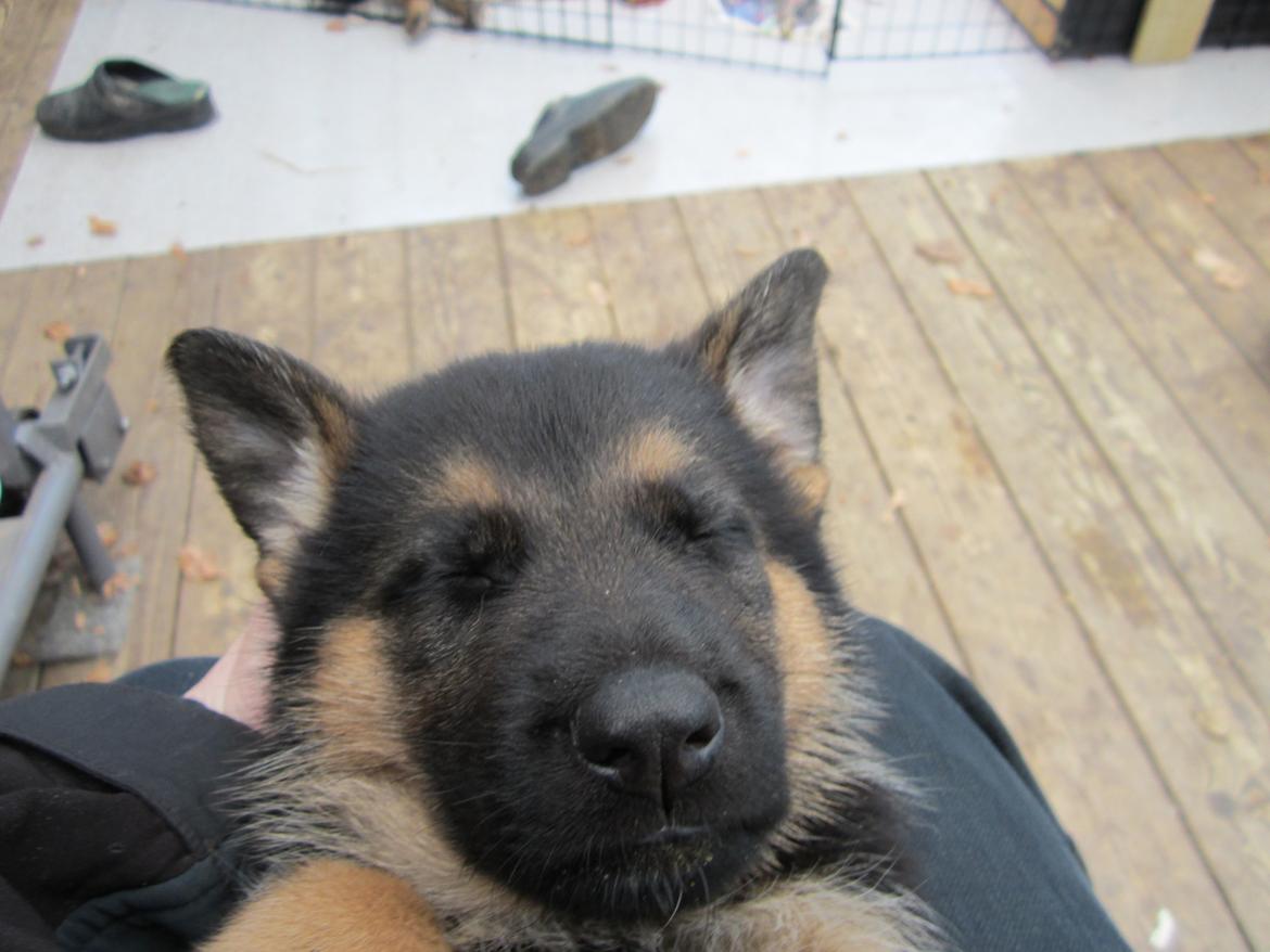 Schæferhund Ziko - Ziko 7 uger.  billede 2