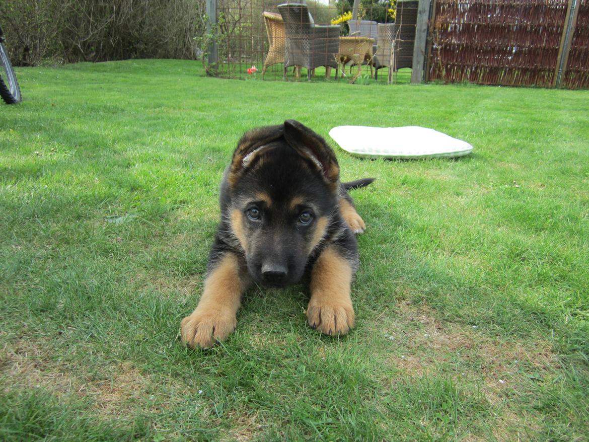 Schæferhund Ziko - Ziko 8 uger billede 3