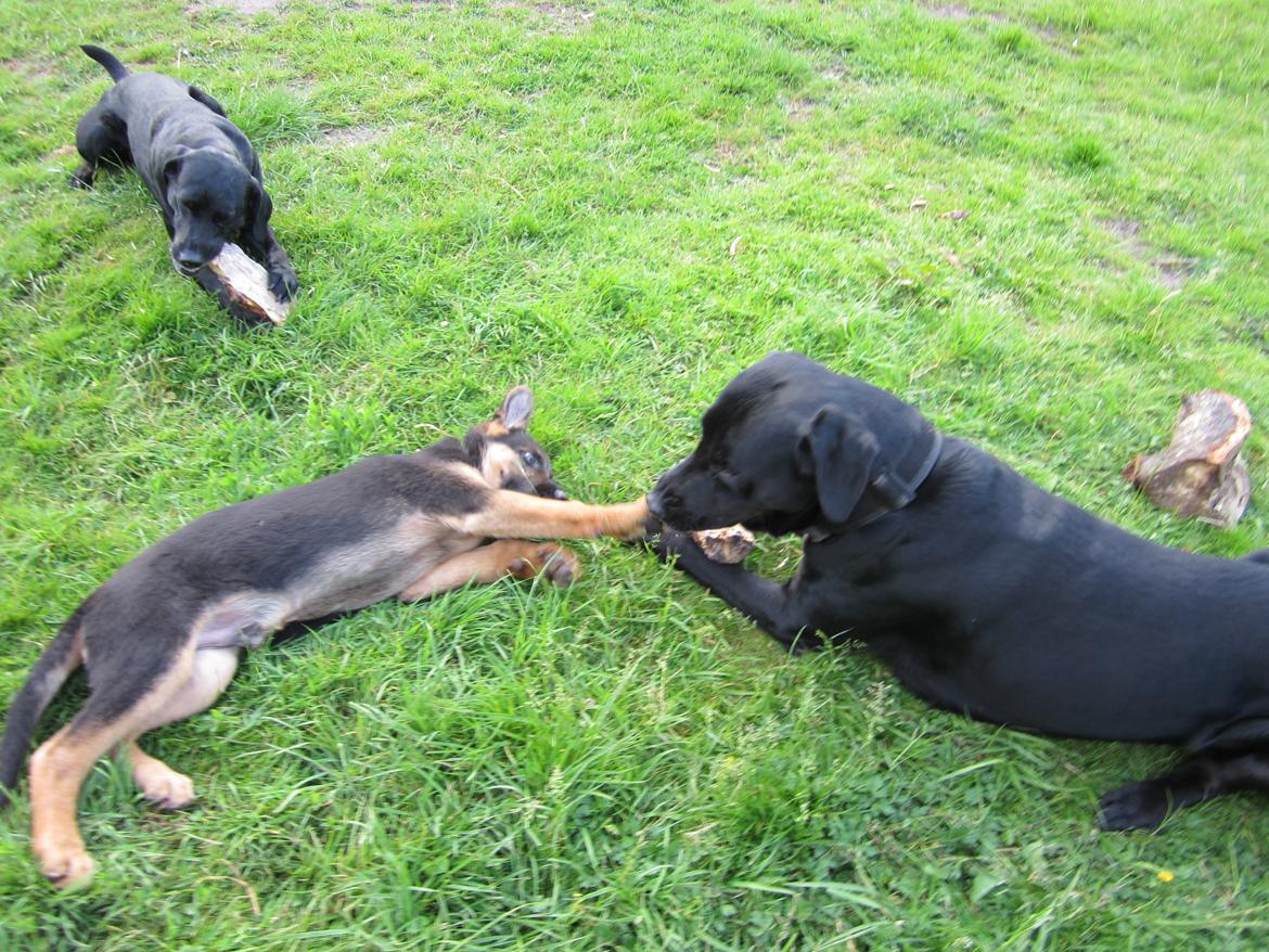 Schæferhund Ziko - Må jeg ikke nok få dit træ?
13 uger. billede 5