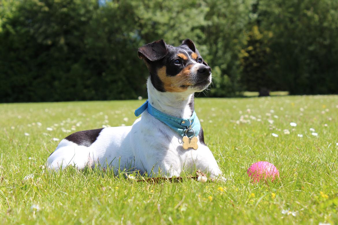 Dansk svensk gaardhund Freja billede 1