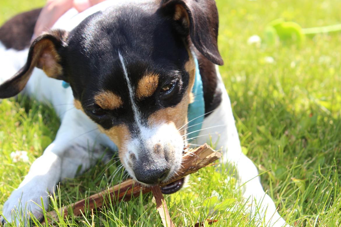 Dansk svensk gaardhund Freja billede 7