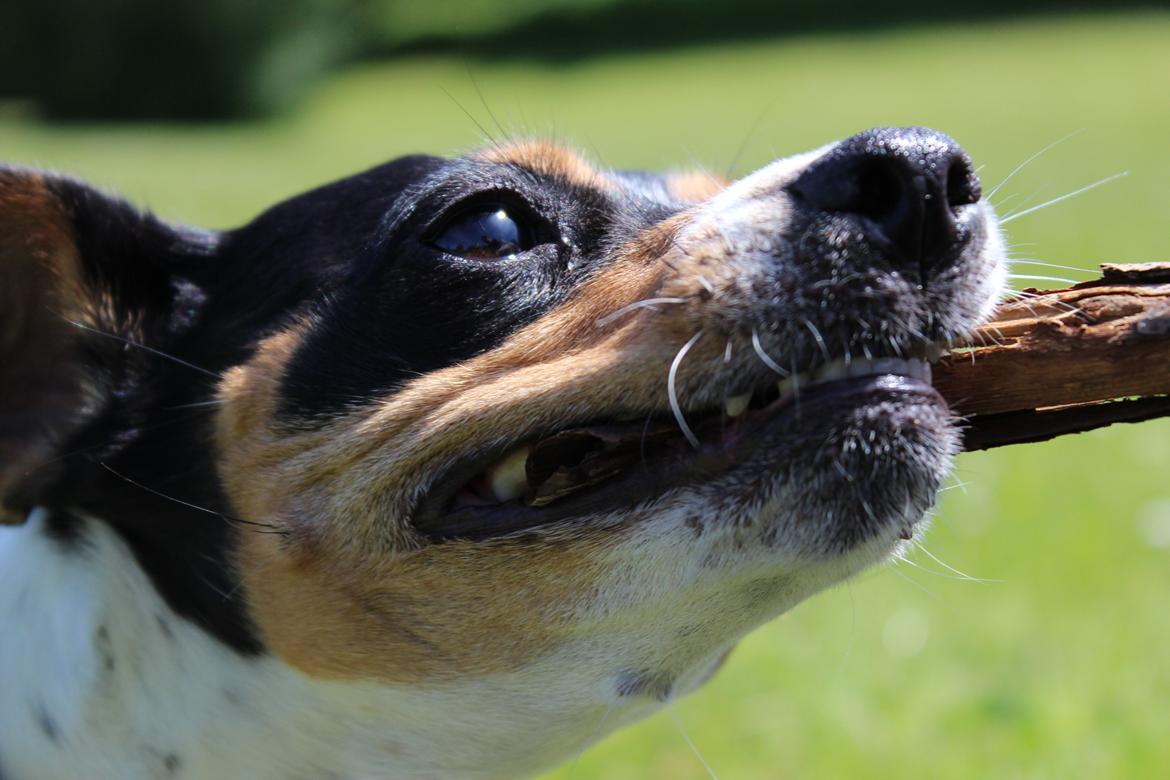 Dansk svensk gaardhund Freja billede 9