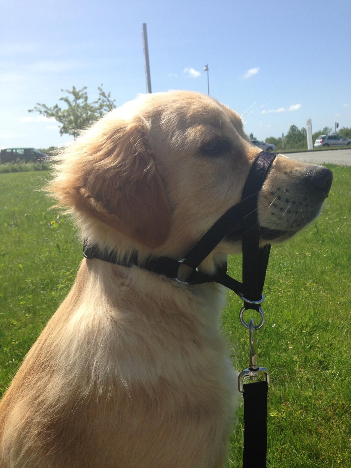 Golden retriever Buddy - Sådan er det bare når man skal lære at gå fint :) billede 11